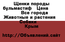 Щенки породы бульмастиф › Цена ­ 25 000 - Все города Животные и растения » Собаки   . Крым